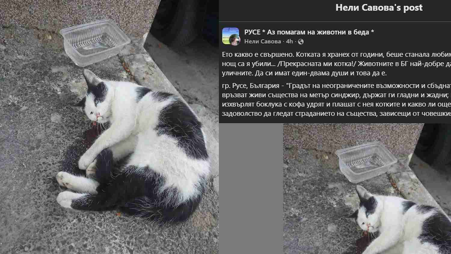 Поредна жестокост - убиха улична котка в Русе